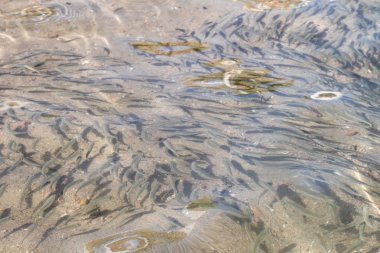 sığ deniz balığı, üstten görünüm