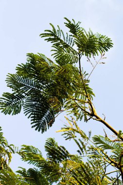 akasya yaprakları gökyüzüne karşı