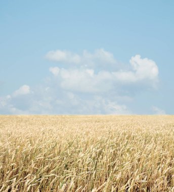 Buğday tarlası ve bulutlu mavi gökyüzü