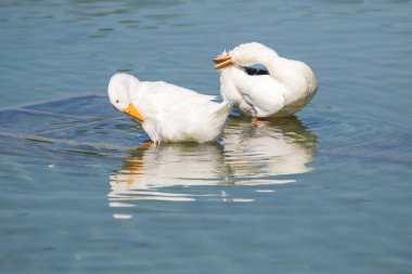 Beyaz ördek gölet üzerinde yaz