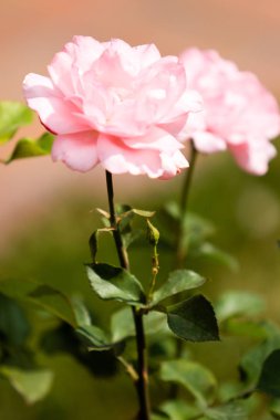 Manzara Doğa bitkiler çiçek gül