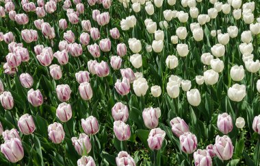 Lale bahar peyzaj alanı