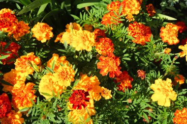 Çiçek kadife çiçeği, manzara arka plan üzerinde