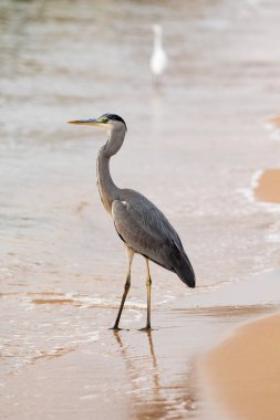 Büyük ak balıkçıl (Ardea alba) doğal zemin üzerine
