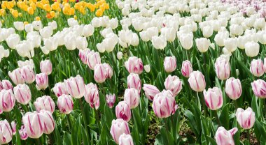 Lale bahar peyzaj alanı