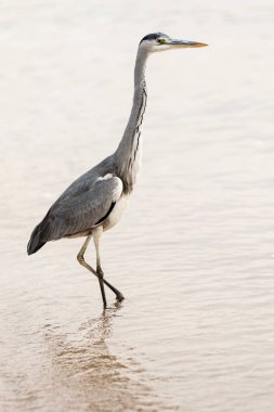 Büyük ak balıkçıl (Ardea alba) doğal zemin üzerine