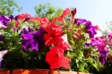 Petunya çiçek, gökyüzü manzara doğa