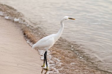Büyük ak balıkçıl (Ardea alba) doğal zemin üzerine