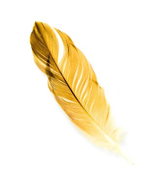 Beyaz arkaplanda kuş tüyü