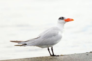 Martı deniz manzara oturur