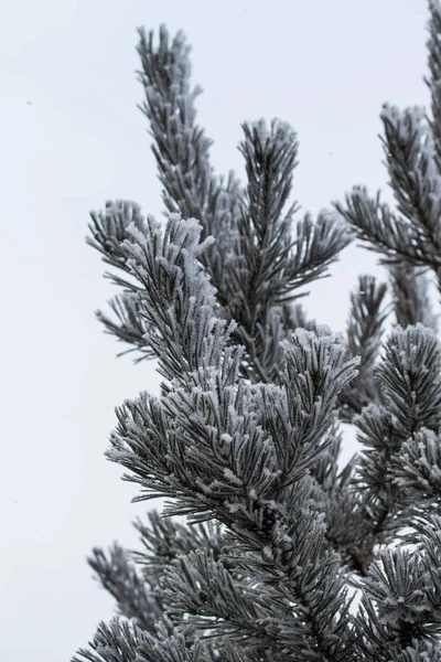 杉木树针上的积雪关闭了 — 图库照片