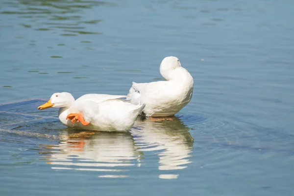 Patos Blancos Estanque Verano —  Fotos de Stock