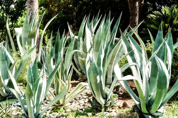 Cactus Verde Alta Naturaleza —  Fotos de Stock