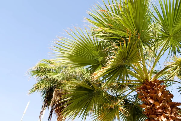 Palmboom Tegen Hemel Landschap — Stockfoto