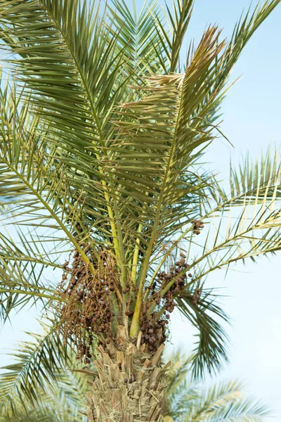 Yeşil Palmiye Ağacı Gökyüzü Manzara — Stok fotoğraf