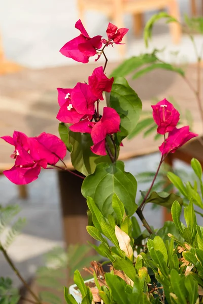 Bougainvillea flowers, fence landscape