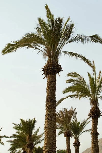 Groen Palmboom Tegen Hemel Landschap — Stockfoto