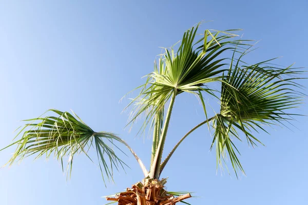 Palma Contro Cielo Paesaggio — Foto Stock