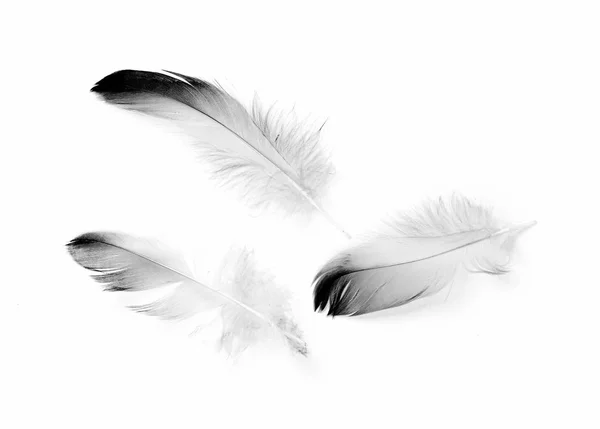 Птичье Перо Белом Фоне — стоковое фото