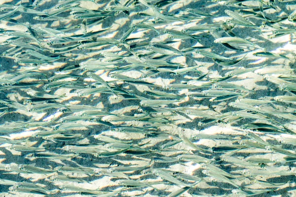 shallow sea fish, top view