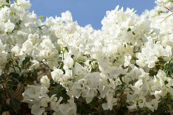 Bougainvillea flowers, fence landscape