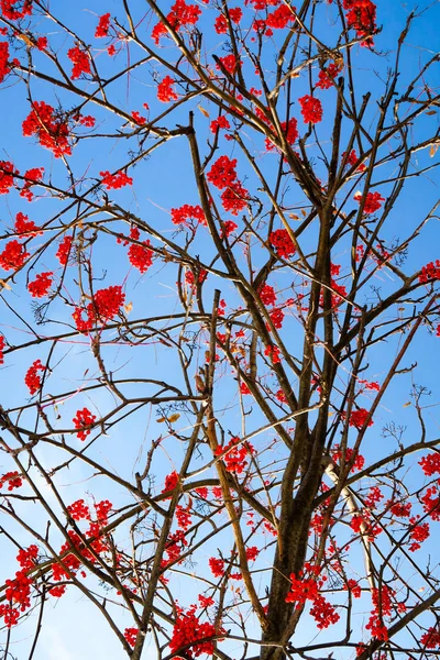 Frutas Ceniza Montaña Contra Cielo Fondo Invierno — Foto de Stock