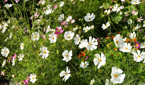 Cosmos Tender Flowers Landscape — Stock Photo, Image