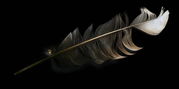 Птичье Перо Черном Фоне — стоковое фото
