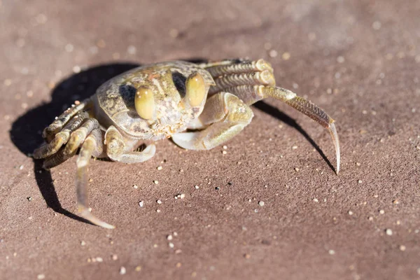 Crabe Sablonneux Gros Plan — Photo