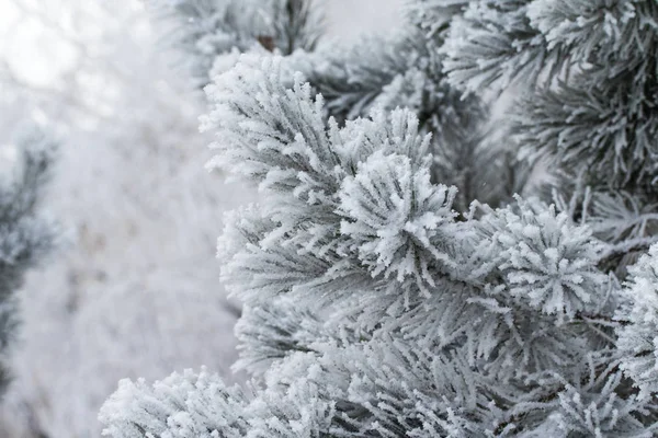 モミの木の針の上の雪をクローズ アップ — ストック写真