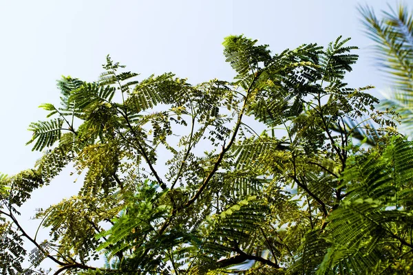 Acacia Leaves Blue Sky — Stock Photo, Image