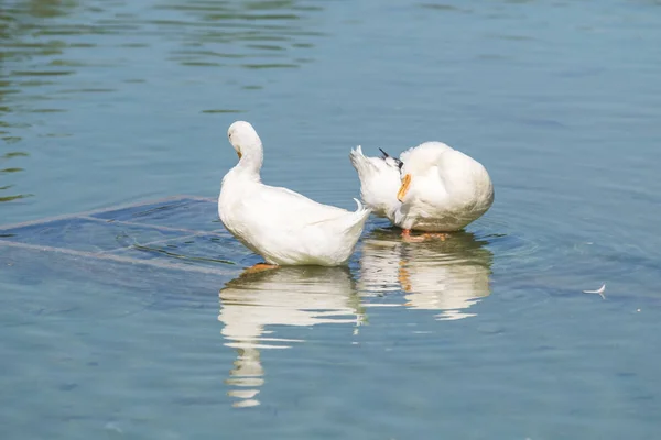 Weiße Enten Auf Einem Teich Sommer — Stockfoto