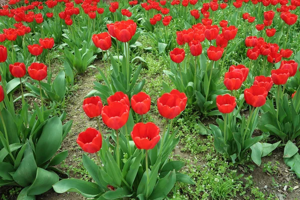 Feld Mit Tulpen Frühlingslandschaft — Stockfoto