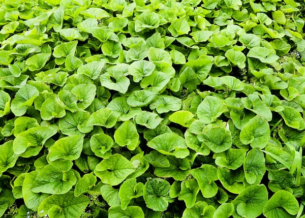 Green Leaves Lot Burdock — Stock Photo, Image