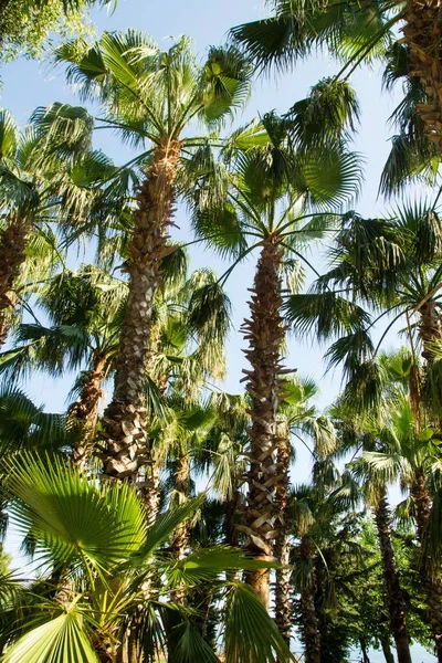 Palmbomen Het Strand Hemel Landschap — Stockfoto