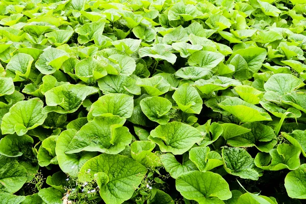 Verde Deixa Muita Bardana — Fotografia de Stock