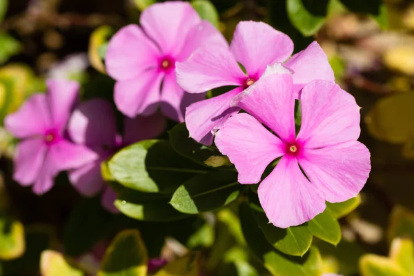 Bougainvillea flowers, fence landscape