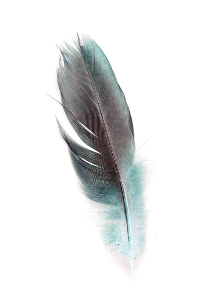 Bird Feather White Background — Stock Photo, Image