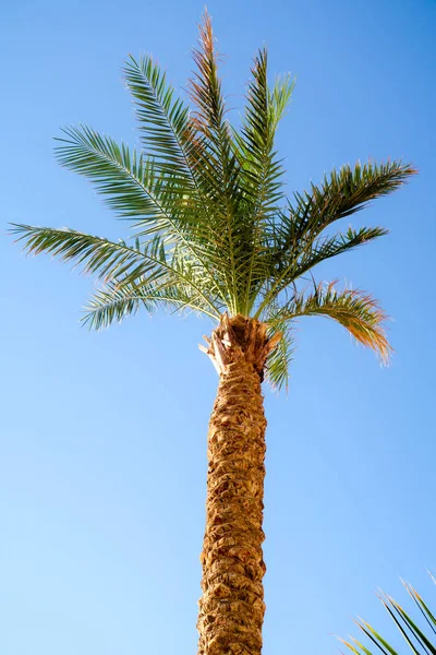 Palmera Contra Cielo Paisaje — Foto de Stock