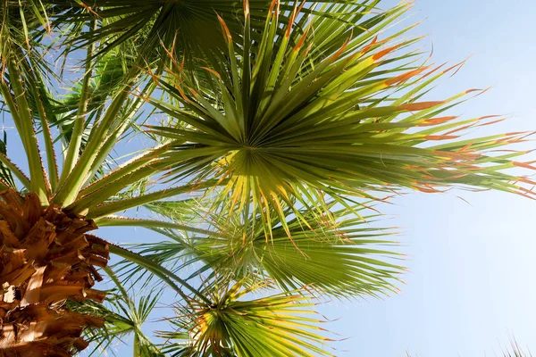 Palmera Contra Cielo Paisaje — Foto de Stock