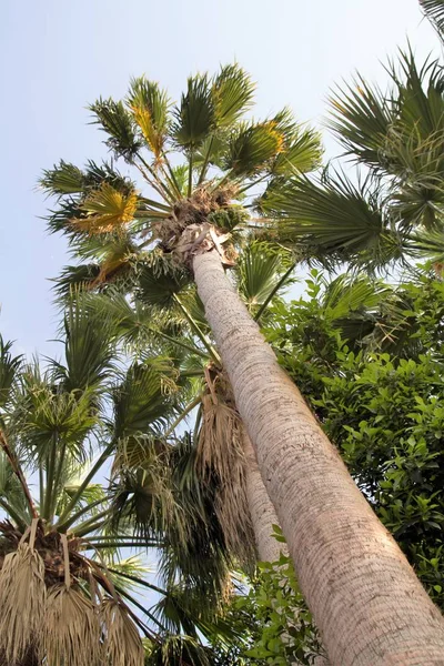 Palm Träd Syn Naturens Sky — Stockfoto