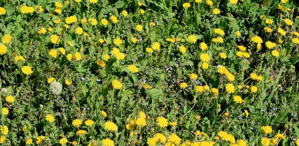 黄色のタンポポの花で春の風景 緑の野 — ストック写真