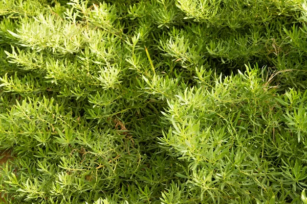 Yeşil Taze Hedge Manzara — Stok fotoğraf