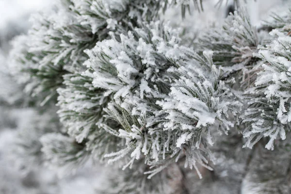 Close Van Sneeuw Naalden Van Spar Bomen — Stockfoto