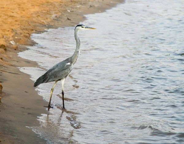 Büyük ak balıkçıl (Ardea alba) gri kuş
