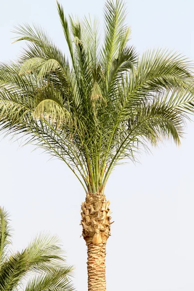 Palmera Contra Cielo Paisaje — Foto de Stock