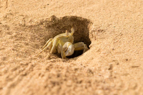 Крупный План Краба Песка — стоковое фото