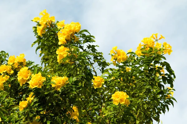 Gele Bloemen Tegen Blauwe Lucht — Stockfoto