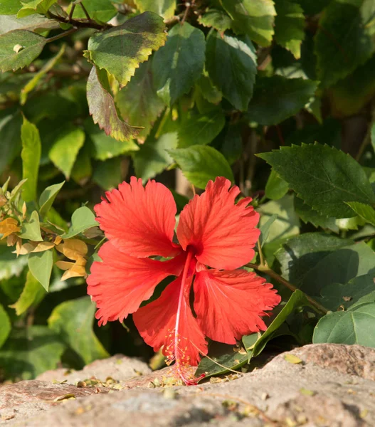 Bougainvillea flowers, fence landscape