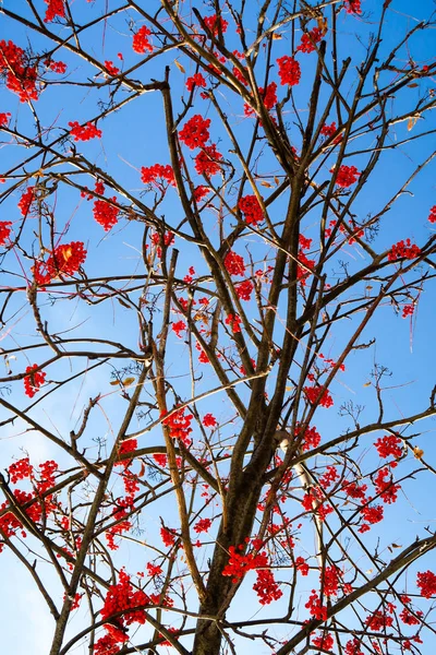 Fruits Mountain Ash Sky Winter Background — Stock Photo, Image